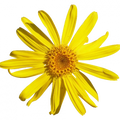 Soin capillaire – Arnica