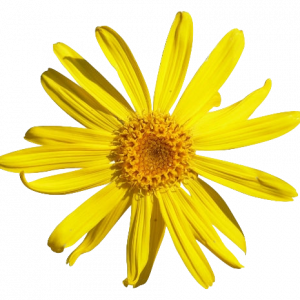 Soin capillaire – Arnica