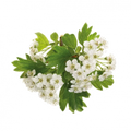 Soin capillaire – Aubépine