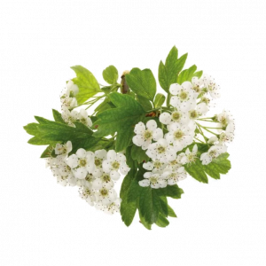 Soin capillaire – Aubépine