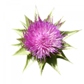 Soin capillaire – Bardane