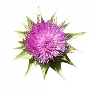 Soin capillaire – Bardane