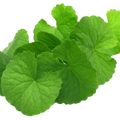 Soin capillaire – Brahmi
