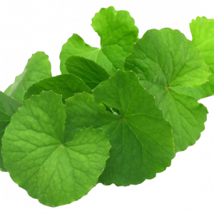 Soin capillaire – Brahmi