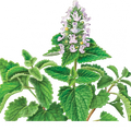 Soin capillaire – Cataire