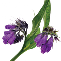 Soin capillaire – Consoude