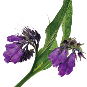 Soin capillaire – Consoude