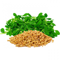 Soin capillaire – Fenugrec