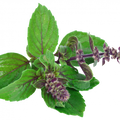 Soin capillaire – Tulsi (Basilic sacré)