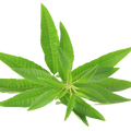 Soin capillaire – Verveine