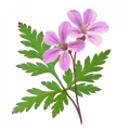 Soin capillaire – Géranium Robert