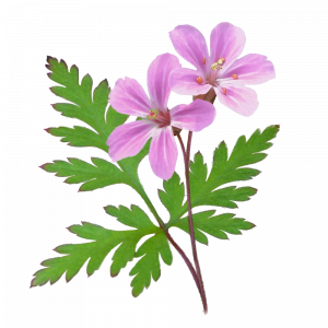 Soin capillaire – Géranium Robert