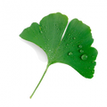Soin capillaire – Ginkgo