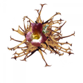 Soin capillaire – Harpagophytum