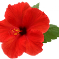 Soin capillaire – Hibiscus