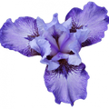 Soin capillaire – Iris