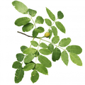 Soin capillaire – Noyer