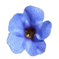 Soin capillaire – Orcanette