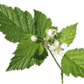 Soin capillaire – Ortie blanche