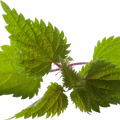 Soin capillaire – Ortie piquante | Rituel Élégance | 100% Bio | Fabriqué en France | Lot de 20