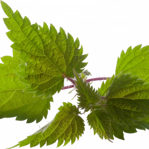 Soin capillaire – Ortie piquante | Rituel Élégance | 100% Bio | Fabriqué en France | Lot de 20