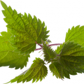 Soin capillaire – Ortie piquante