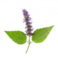 Soin capillaire – Patchouli