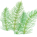Soin capillaire – Prêle