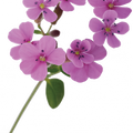 Soin capillaire – Saponaire