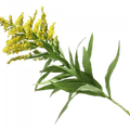 Soin capillaire – Verge d’or (Solidage)