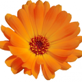 Soin capillaire – Calendula souci