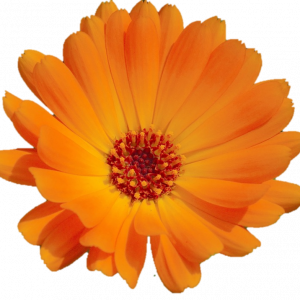 Soin capillaire – Calendula souci