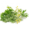 Soin capillaire – Absinthe