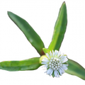 Soin capillaire – Bhringaraj