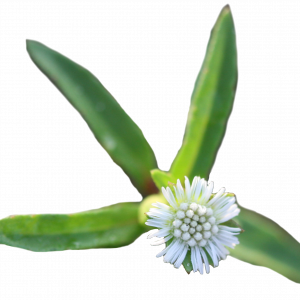 Soin capillaire – Bhringaraj