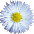Soin capillaire – Matricaire