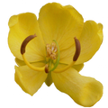 Soin capillaire – Cassia (Henné neutre)