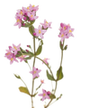 Soin capillaire – Centaurée
