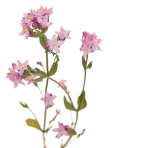 Soin capillaire – Centaurée