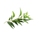 Soin capillaire – Eucalyptus