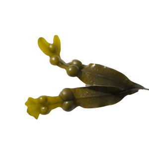 Soin capillaire – Fucus