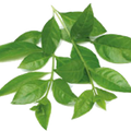 Soin capillaire – Henné