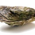 Soin capillaire – Huître