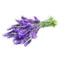 Soin capillaire – Lavandin