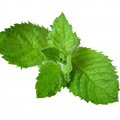 Soin capillaire – Menthe poivrée