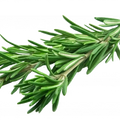 Soin capillaire – Romarin