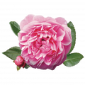 Soin capillaire – Rose