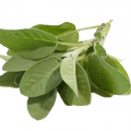 Soin capillaire – Sauge