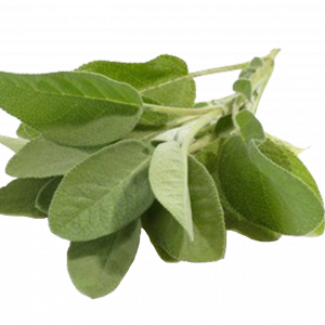 Soin capillaire – Sauge