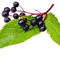 Soin capillaire – Sureau